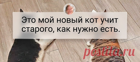 20+ человек, которые просто завели кота, а получили еще и неиссякаемый источник смеха