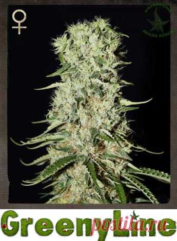 Купить сорт Damnesia фем семена конопли по цене €20