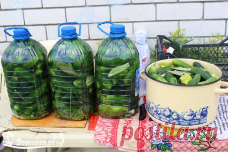 Соленые огурцы в пластиковой бутылке – пошаговый рецепт с фото