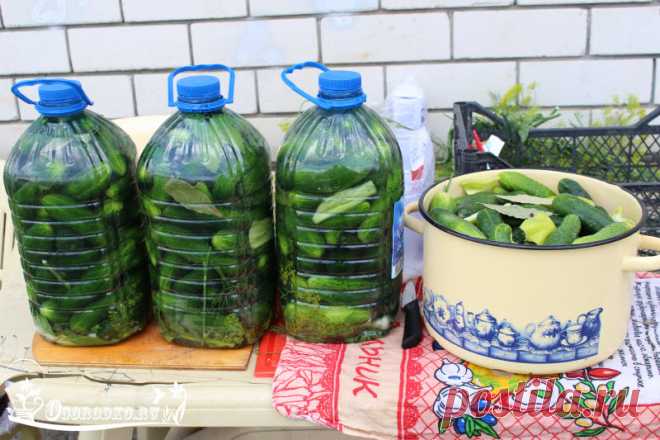 Соленые огурцы в пластиковой бутылке – пошаговый рецепт с фото