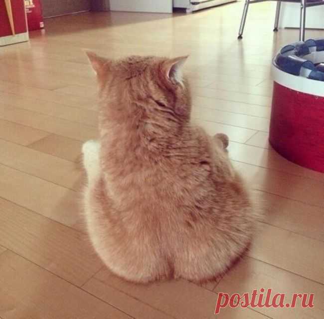 Котопоп