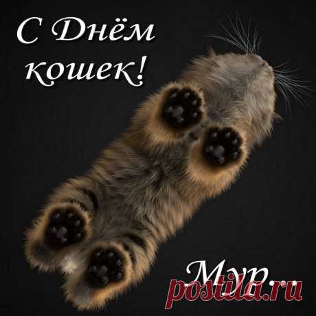 Кошки дарят радость нам,
И по лапам, по усам
Можно верность их узнать,
Кошек надо уважать!