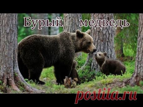 Голоса и звуки диких животных России для детей