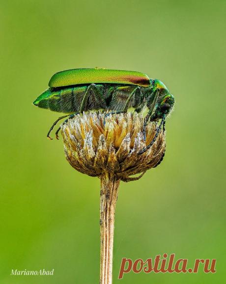 Macro insects Explore marianoabad1's photos on Flickr. marianoabad1 has uploaded 199 photos to Flickr.