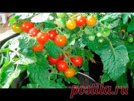 Помидоры на подоконнике круглый год - YouTube