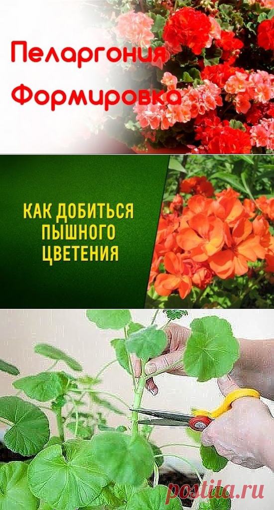 (3) Одноклассники
