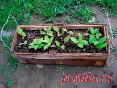 размножение спиреи черенками и делением куста летом, весной, осенью + видео