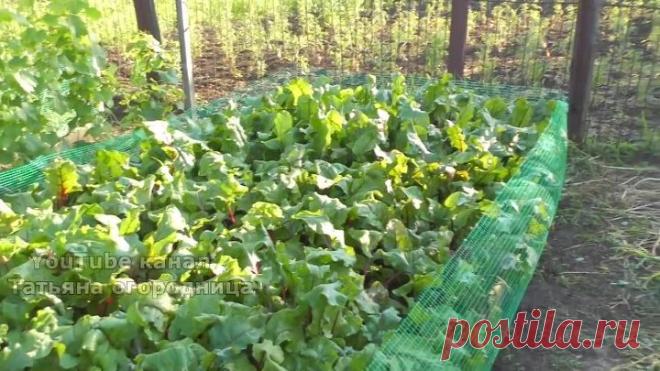 СВЁКЛА СЛАЩЕ МАРМЕЛАДА ПОСЛЕ ЭТОЙ ПОДКОРМКИ! ЗОЛА + БОРНАЯ КИСЛОТА ДЛЯ СВЕКЛЫ.