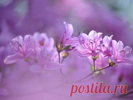 рододендрон
