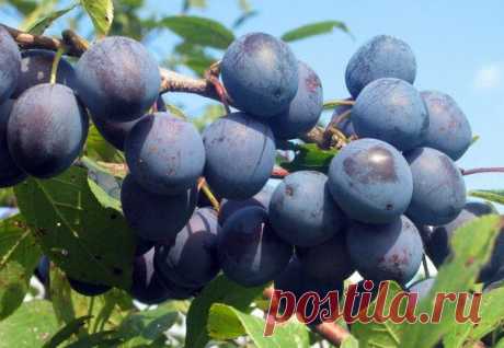 Чем полезен тёрн? | Дачный участок