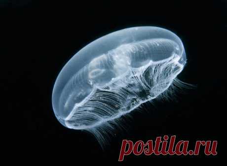 30 фото медуз — самых невероятных морских обитателей