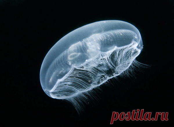 30 фото медуз — самых невероятных морских обитателей
