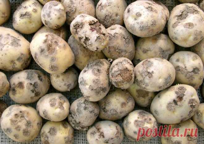 Парша на картофеле – признаки заболевания и способы лечения
Парша – опасная болезнь, вызываемая патогенными грибками. У картофеля она поражает поверхность клубня, реже – стебель и корни. Но эта напасть портит не только внешний вид овоща, но также отражается на вкусовых качествах. Срок хранения корнеплодов уменьшается, а болезнь будет распространяться на здоровые ткани, что увеличит количество отходов при приготовлении пищи. Парша на картофеле (Фото […]
Читай дальше на сайте. Жми подробнее ➡
