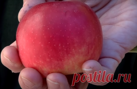 Вкуснейший яблочный "Поммо" из самогона. Это стоит попробовать. Напиток к любому празднику "Pommeau de Normandie" . | О САМОГОНЕ и ОБОВСЕМ | Яндекс Дзен