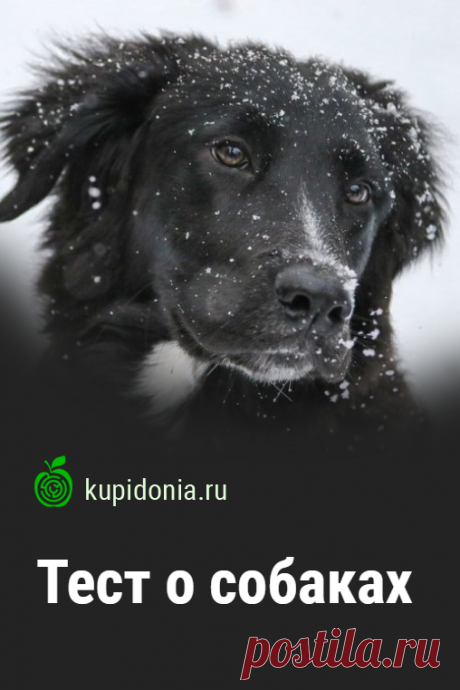 Тест о собаках. Интересный развлекательный тест о собаках из серии «Домашние животные». Пройдите тест на сайте и проверьте свои знания!