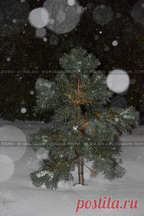 Close-up of snow covered coniserous tree in a dark cold snowy night. Стоковое фото, фотограф Ilaronsia / Фотобанк Лори