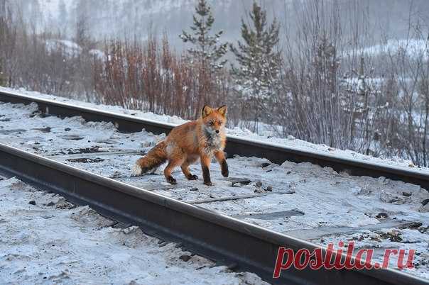 «Почётный железнодорожник БАМа». Автор фото – Юрий Коковин, участник нашего фотоконкурса «Дикая природа России 2017» ➡ bit.ly/DPR2017