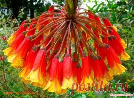 Бомарея - удивительной красоты лиана родом из Эквадора - Кладовая инета - Страна Мам