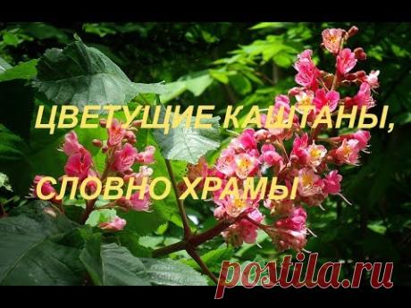 Цветущие каштаны, словно храмы. Видео+фото
Цветение каштанов — это аналог японского цветения сакуры. Цветение каштанов — одно из самых красивых явлений в природе. Цветки дерева в виде свечей считаются не только уникальным символом майского расцвета весны, но и пользуются большим успехом в сфере нетрадиционной медицины в качестве лекарственного средства от многих заболеваний.