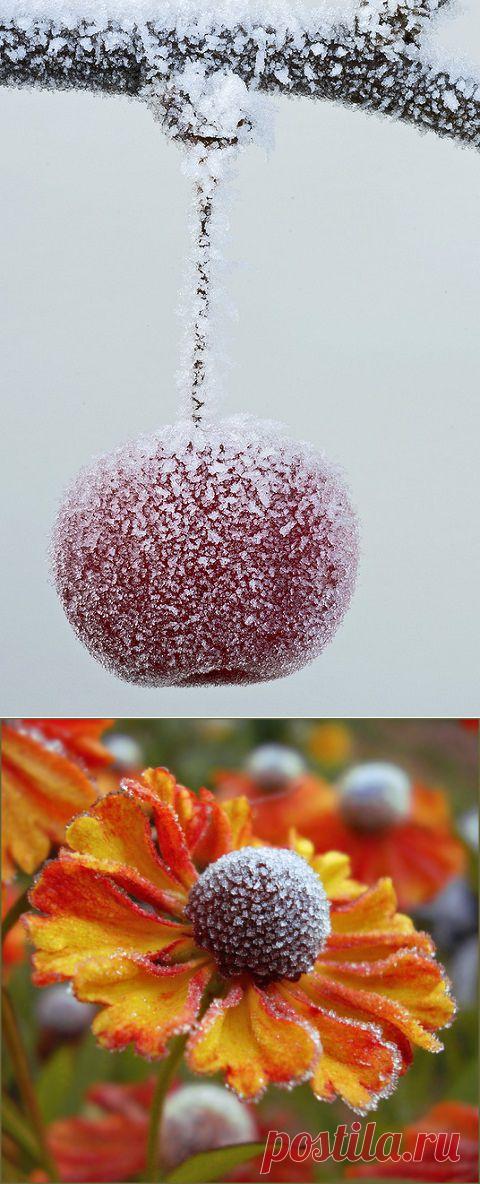 В объятиях инея-фотографии природы, застигнутой зимой врасплох