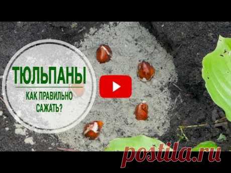 Когда и как высаживать тюльпаны ➡ Секретный способ эксперта hitsadTV