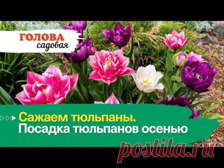 Голова садовая - Сажаем тюльпаны. Посадка тюльпанов осенью