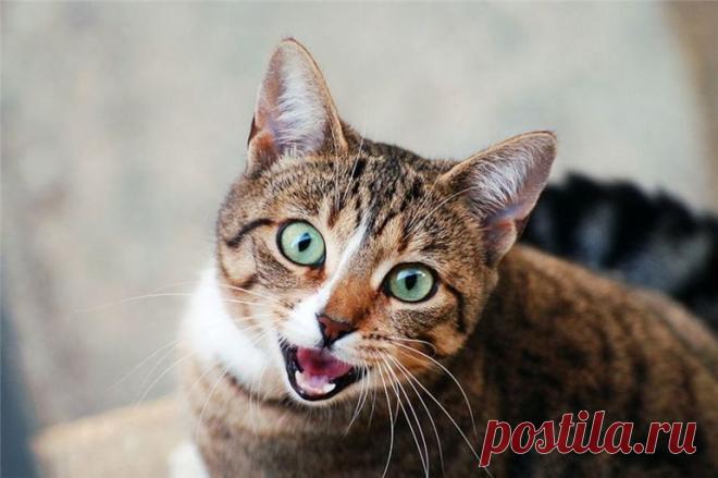 Хитрости, к которым прибегают кошки для манипуляции: звуковые сигналы, жесты и деструктивное поведение Хитрости, к которым прибегают кошки для манипуляции людьми. Мяуканье, урчание, потирание, бодание головой. Психологическое давление, отказ от пищи, притворные обиды.