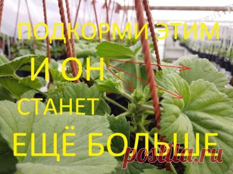 УВЕЛИЧИВАЕМ БУТОН ПЕЛАРГОНИИ И НАРАЩИВАЕМ КУСТ ОДНОВРЕМЕННО.