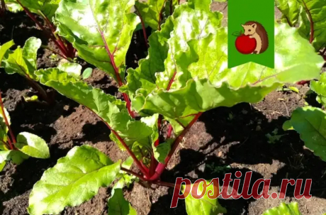 Чем обязательно нужно полить свеклу в июле