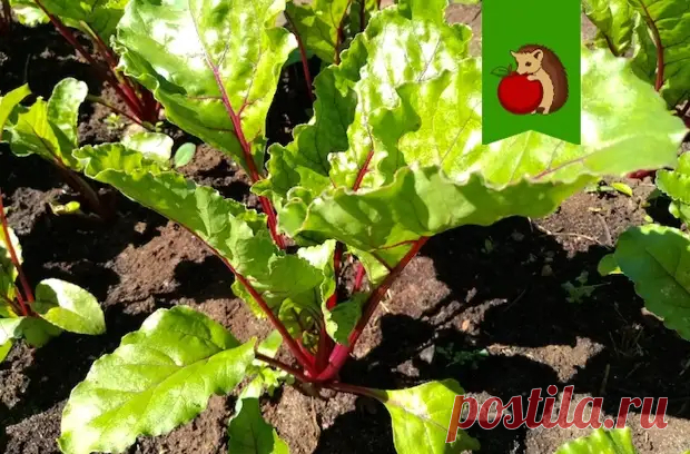 Чем обязательно нужно полить свеклу в июле