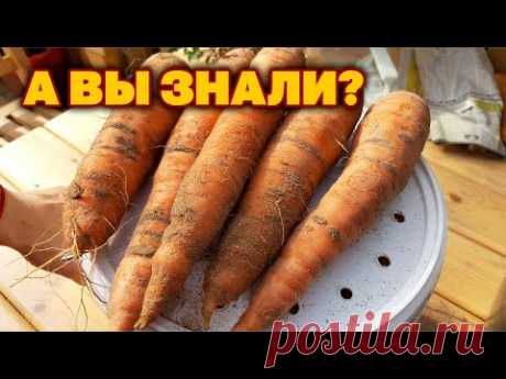 ХРАНЕНИЕ В КВАРТИРЕ МОРКОВИ НЕ ДРЯБНЕТ НЕ СОХНЕТ НЕ ГНИЕТ ПРОСТОЙ СПОСОБ @obovsemsmarusya