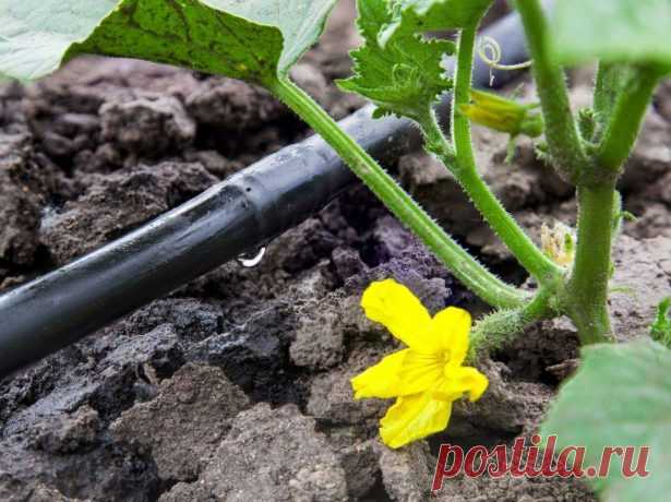 Почему желтеют и сохнут листья у огурцов, что с этим делать