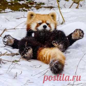 Swipe Left 👈 to see a fabulous array of photos of the RED PANDA! 
Tag your friends! 
Photos by © @cattail.sapporo #redpandaphoto #redpandphoto #pandaptitude #sapporotravel #sapphire #dream_travel #japan #tokyo #italy #spain #buckeyes #photography #photos #bestphoto #photography
Мы часто сравниваем друг друга с другими, стараясь найти как можно больше сходства.
Что же делает нас людьми?
Стремление к поиску чего-то нового, отличного от других, в том числе и на духовном уровне, может быть, именно…