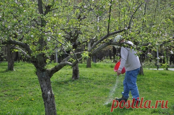 Чем подкормить яблони и груши весной?