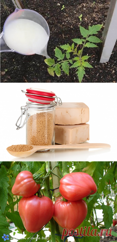 Дрожжевая подкормка для помидор. 7 рецептов подкормки помидор дрожжами. | Красивый Дом и Сад