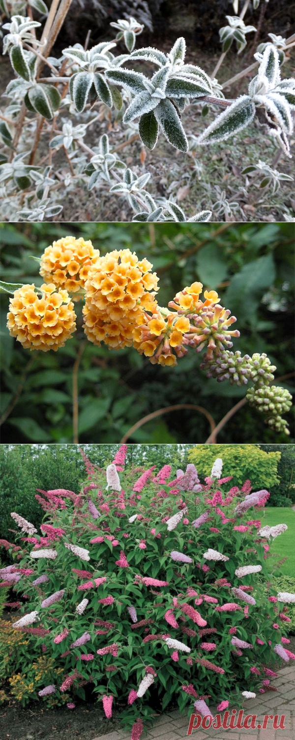 Яркая будлея в саду — 6 соток