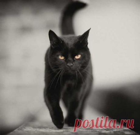 чёткие фото кошек: 24 тыс изображений найдено в Яндекс.Картинках