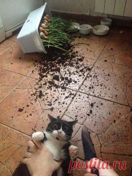 Эти забавные животные / Питомцы