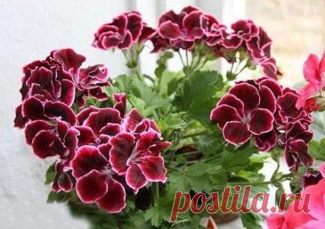 Вредители и болезни королевских пеларгоний 
 
Вредители 
 
Вредители и болезни королевских пеларгоний Основным вредителем королевских пеларгоний является белокрылка. Это насекомое похоже на белую бабочку размером 1 - 2 мм. О заражении обычно свидетельствуют желтые пятна на листьях. 
 
Пораженное белокрылкой растение нужно изолировать от теплого сухого воздуха. Если цветок сильно заражен, пролейте почву актарой трижды через 6 - 7 дней. В дальнейшем, в целях профилактики необходимо производить о