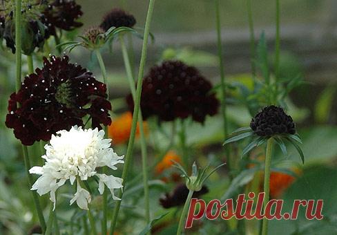 Скабиоза, вдовушка, коростовник (Scabiosa)