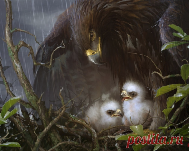 Вы знаете, как самка выбирает себе отца для своих орлят? 

Она делает такую интересную вещь. С дерева или куста она отламывает веточку, берёт её в клюв, поднимается на большую высоту и с этой веточкой начинает там кружить. Вокруг самки начинают летать орлы, тогда она бросает эту ветку вниз, а сама смотрит. И вот какой-то орёл подхватывает эту ветку в воздухе, не дав ей упасть, а затем приносит её к самке очень аккуратно, из