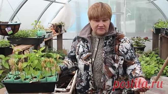 Одноклассники