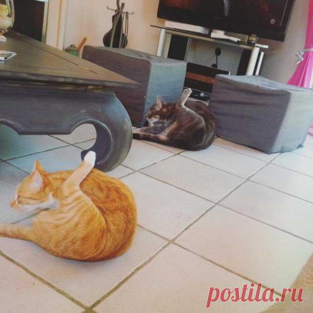 Кошачья фотободборка. Умилительно! Предлагаем на миг оставить свои дела и немного расслабиться, взглянув на всеми любимых котиков. Особенность этой подборки в невероятной синхронности «моделей».



































