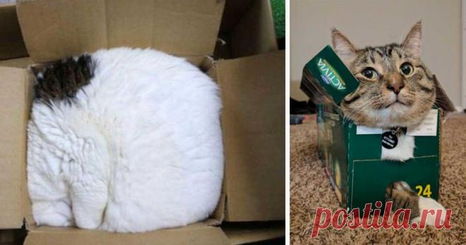 Я - кот, мне так удобно: 30 котов в самых неожиданных местах Откуда у котов любовь к коробкам и другим компактным местам, в которых они еле помещаются - может объяснить только природа! На самом деле, небольшое замкнутое пространство дарит коту ощущение комфорта и помогает сохра...