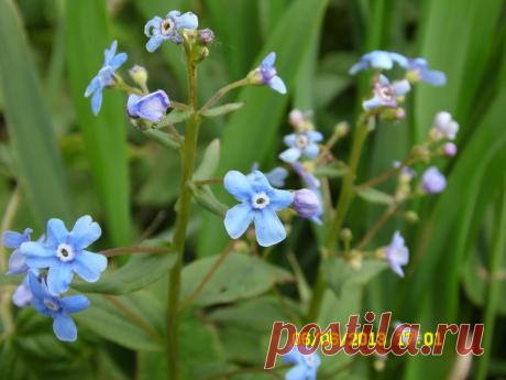 незабудки