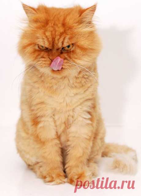 Рыжий перс Garfi