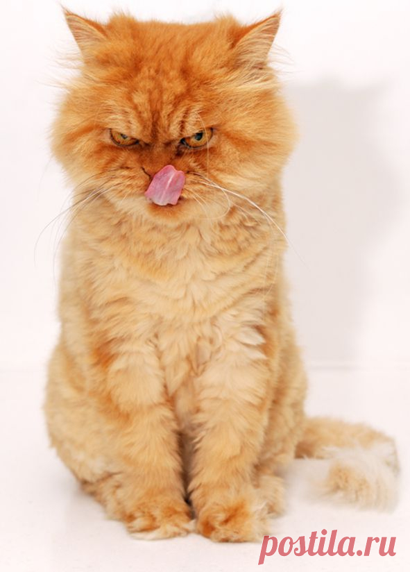 Рыжий перс Garfi