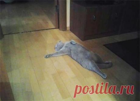 Смешные коты, заслуживающие Оскар за лучшую драматическую роль! | Ололо - смешные картинки и веселые истории