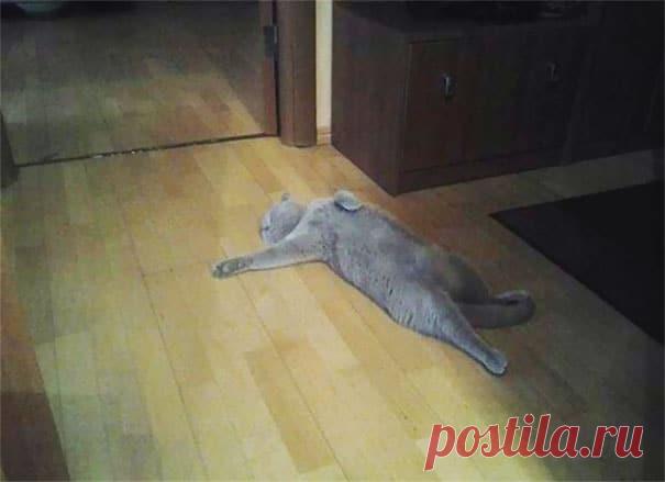 Смешные коты, заслуживающие Оскар за лучшую драматическую роль! | Ололо - смешные картинки и веселые истории