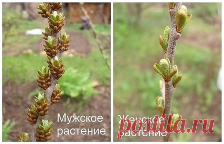 Одноклассники